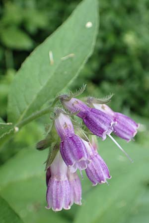 Symphytum officinale / Common Comfrey, D Aachen 24.5.2018