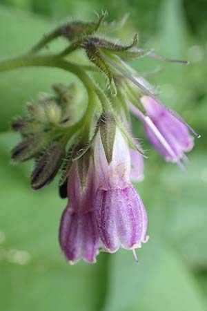 Symphytum officinale \ Gewhnlicher Arznei-Beinwell / Common Comfrey, D Aachen 24.5.2018