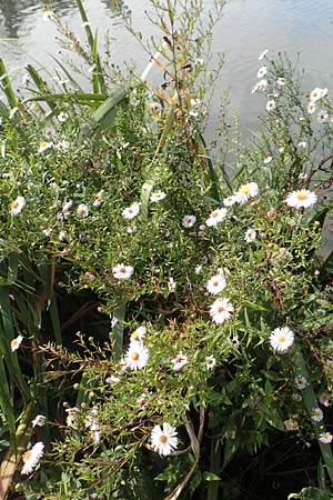 Symphyotrichum lanceolatum \ Lanzett-Herbst-Aster, D Bochum 9.9.2020