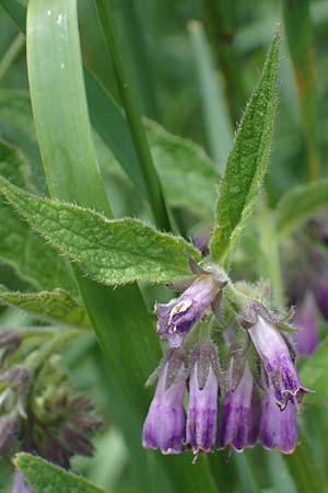 Symphytum uplandicum \ Futter-Beinwell, D Sachsen-Anhalt, Hornburg 7.6.2022