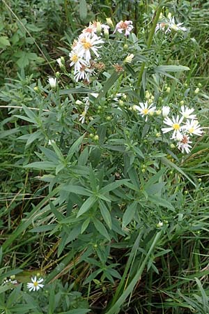 Symphyotrichum spec2 ? \ Herbst-Aster / Michaelmas Daisy, D Bogen 21.9.2022