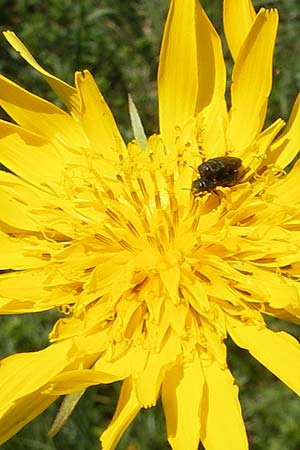 Tragopogon orientalis \ stlicher Wiesen-Bocksbart / Showy Goat's-Beard, D Kempten 22.5.2009