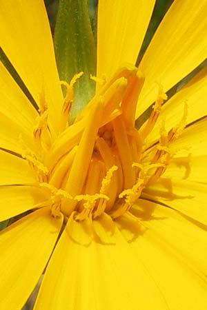 Tragopogon orientalis / Showy Goat's-Beard, D Kempten 22.5.2009