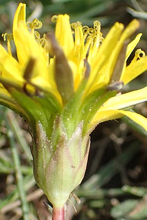 Taraxacum ciliare \ Gewimperter Sumpf-Lwenzahn / Ciliate Marsh Dandelion, D Konstanz 24.4.2018