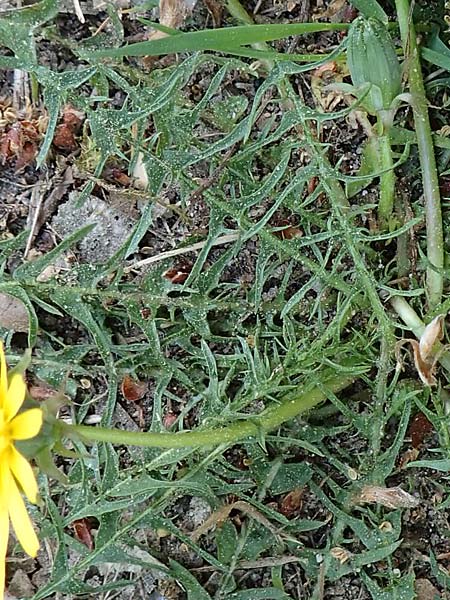 Taraxacum lacistophyllum \ Geschlitztblttriger Lwenzahn / Cut-Leaved Dandelion, D Sandhausen 26.4.2018