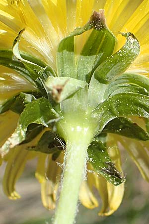 Taraxacum quadrans ? \ Ergnzender Haken-Lwenzahn / Fleshy-Lobed Dandelion, D Ober-Roden 7.5.2018