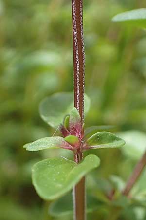 Thymus pulegioides \ Arznei-Thymian, Gemeiner Thymian / Large Thyme, D Kaiserslautern 7.7.2021