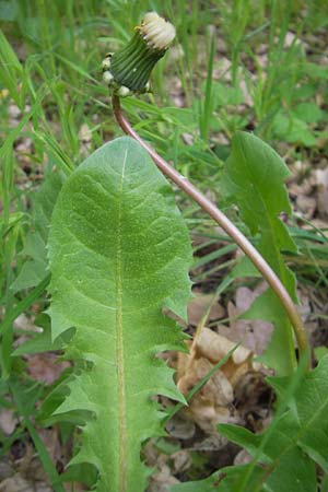 Taraxacum ekmanii ? \ Ekmans Lwenzahn / Ekman's Dandelion, D Rheinhessen, Wendelsheim 29.4.2010