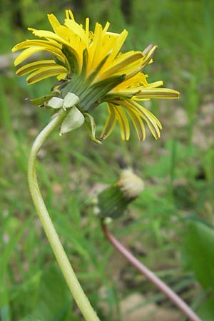 Taraxacum ekmanii ? \ Ekmans Lwenzahn / Ekman's Dandelion, D Rheinhessen, Wendelsheim 29.4.2010