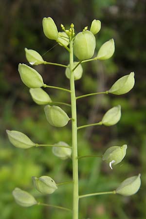 Thlaspi alliaceum \ Lauch-Hellerkraut, D Günzburg 8.5.2010