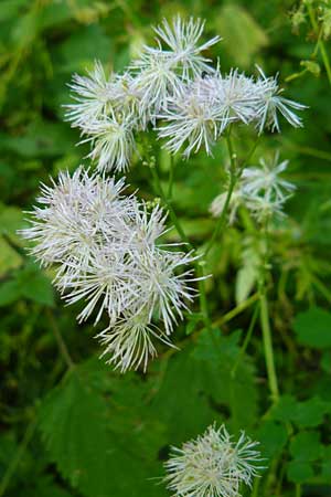 Thalictrum aquilegiifolium \ Groe Wiesenraute, Akeleiblttrige Wiesenraute / French Meadow-Rue, D Beuron 11.7.2015