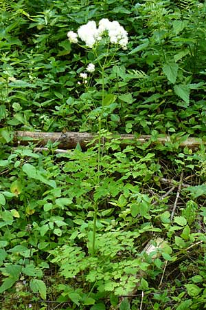 Thalictrum aquilegiifolium \ Groe Wiesenraute, Akeleiblttrige Wiesenraute, D Beuron 11.7.2015