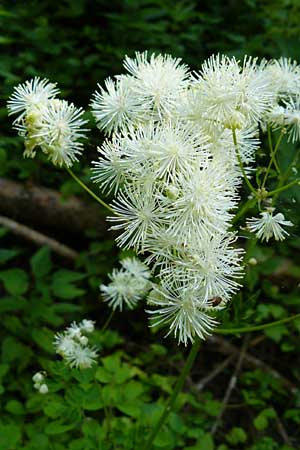 Thalictrum aquilegiifolium \ Groe Wiesenraute, Akeleiblttrige Wiesenraute / French Meadow-Rue, D Beuron 11.7.2015