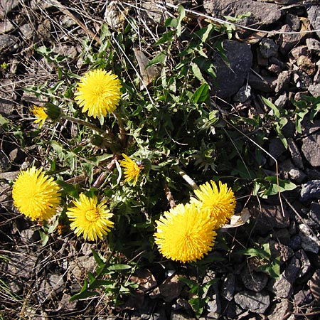 Taraxacum sect. Ruderalia \ Gewhnlicher Lwenzahn, Kuhblume / Dandelion, D Mannheim 14.4.2015