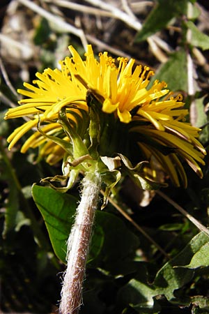 Taraxacum sect. Ruderalia \ Gewhnlicher Lwenzahn, Kuhblume / Dandelion, D Mannheim 14.4.2015