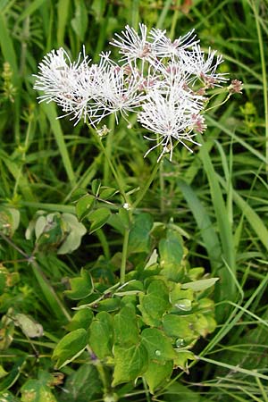 Thalictrum aquilegiifolium \ Groe Wiesenraute, Akeleiblttrige Wiesenraute, D Fridingen 20.6.2015