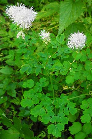 Thalictrum aquilegiifolium \ Groe Wiesenraute, Akeleiblttrige Wiesenraute / French Meadow-Rue, D Beuron 11.7.2015