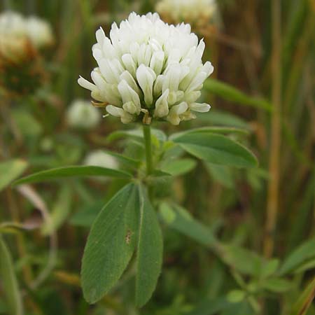 Trifolium alexandrinum / Egyptian Clover, Berseem Clover, D Großheubach-Rosshof 16.7.2016