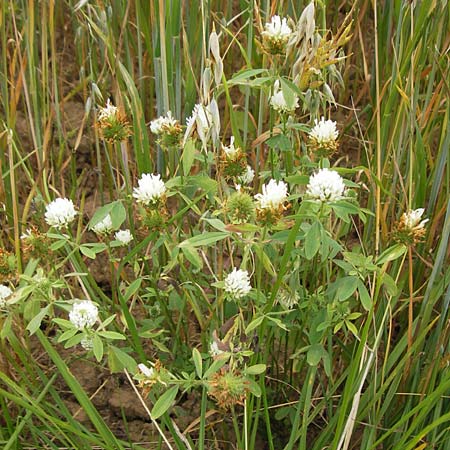 Trifolium alexandrinum / Egyptian Clover, Berseem Clover, D Großheubach-Rosshof 16.7.2016