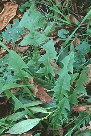 Taraxacum spec4 ? / Dandelion, D Mannheim 6.11.2015