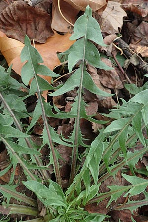 Taraxacum pectinatiforme \ Kammfrmiger Lwenzahn / Pectinate-Leaved Dandelion, D Mannheim 12.11.2015