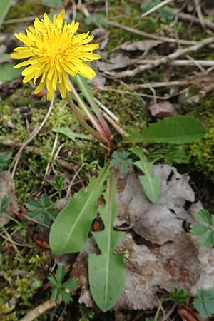 Taraxacum alatum ? / Green Dandelion, D Mannheim 18.4.2016