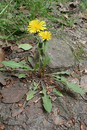 Taraxacum spec6 ? \ Lwenzahn / Dandelion, D Viernheim 9.5.2016