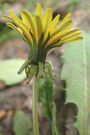 Taraxacum spec6 ? / Dandelion, D Viernheim 9.5.2016