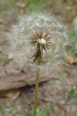 Taraxacum tortilobum \ Gedrehtlappiger Lwenzahn / Twisted-Lobed Dandelion, D Viernheim 9.5.2016