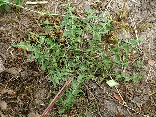 Taraxacum tortilobum \ Gedrehtlappiger Lwenzahn / Twisted-Lobed Dandelion, D Viernheim 9.5.2016