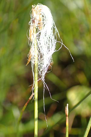 Trichophorum alpinum \ Alpen-Haarsimse, D Pfronten 28.6.2016