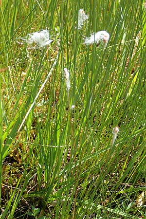 Trichophorum alpinum / Cotton Deer Grass, D Pfronten 28.6.2016