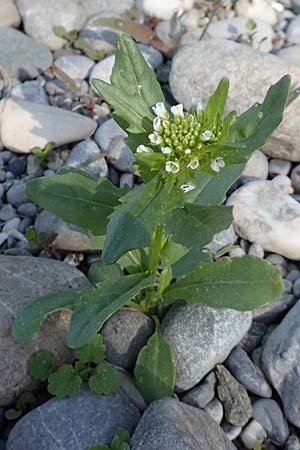 Thlaspi arvense \ Acker-Hellerkraut, Acker-Tschelkraut, D Insel Reichenau 25.4.2018