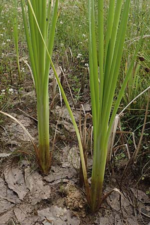 Typha latifolia \ Breitblttriger Rohrkolben, D Bad Dürkheim 21.6.2018