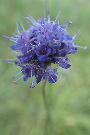 Succisa pratensis \ Teufelsabbiss / Devil's-bit Scabious, D Grettstadt 5.9.2018