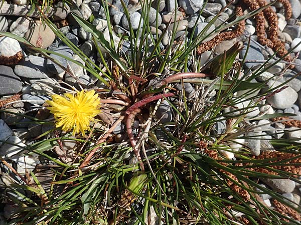 Taraxacum austrinum \ Flachmoor-Lwenzahn / Southern Marsh Dandelion, D Konstanz 1.5.2019