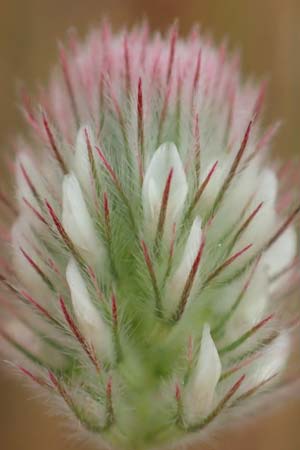 Trifolium arvense \ Hasen-Klee / Hare's-Foot Clover, D Hockenheim 6.6.2019