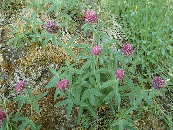 Trifolium alpestre \ Hgel-Klee / Alpine Clover, D Schriesheim 19.5.2020