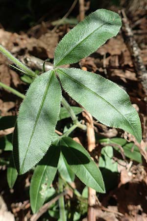 Trifolium alpestre \ Hgel-Klee, D Schriesheim 19.5.2020