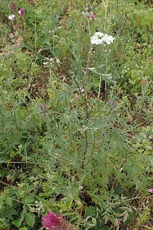 Torilis arvensis \ Acker-Klettenkerbel / Spreading Hedge Parsley, D Neuleiningen 15.6.2020