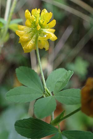 Trifolium aureum / Golden Clover, D Brensbach 10.10.2020