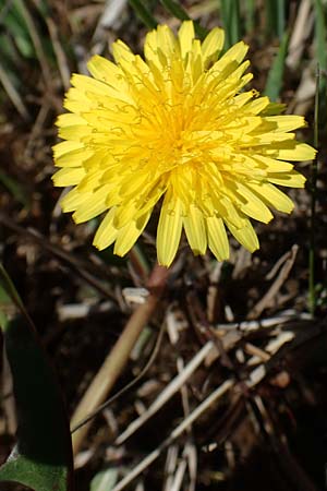 Taraxacum austrinum ? \ Flachmoor-Lwenzahn / Southern Marsh Dandelion, D Neuried-Altenheim 27.4.2021