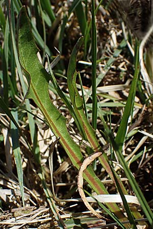 Taraxacum austrinum ? \ Flachmoor-Lwenzahn / Southern Marsh Dandelion, D Neuried-Altenheim 27.4.2021