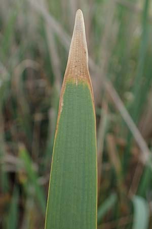 Typha angustifolia \ Schmalblttriger Rohrkolben / Lesser Bulrush, D Frankfurt-Rödelheim 30.6.2023