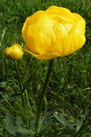 Trollius europaeus \ Trollblume / Globe Flower, D Kohlstetten 2.6.2015