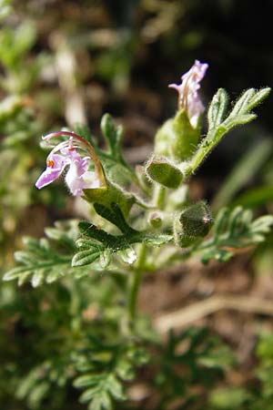 Teucrium botrys \ Trauben-Gamander, D Schwetzingen 29.6.2015