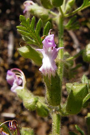 Teucrium botrys \ Trauben-Gamander, D Schwetzingen 29.6.2015