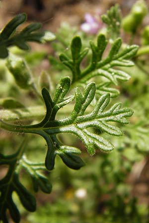 Teucrium botrys \ Trauben-Gamander, D Schwetzingen 29.6.2015