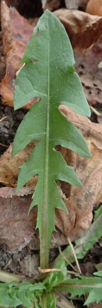 Taraxacum alatum ? / Green Dandelion, D Mannheim 12.11.2015