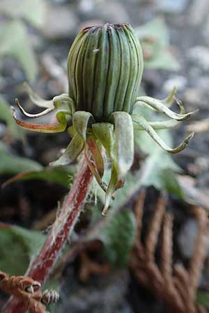 Taraxacum baeckiiforme \ Graublttriger Lwenzahn, D Gündelbach 18.4.2018